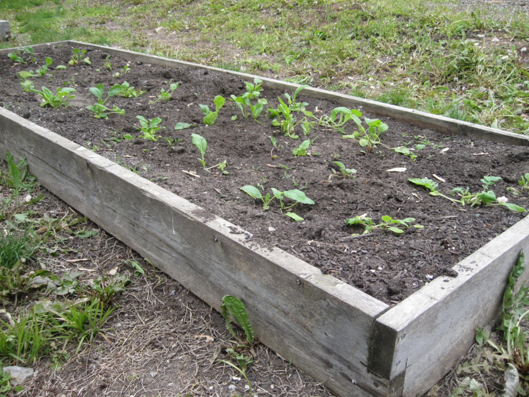 Open A raised bed like this can be used to get around poorly drained soils, but may provide a soil that is too well-drained.